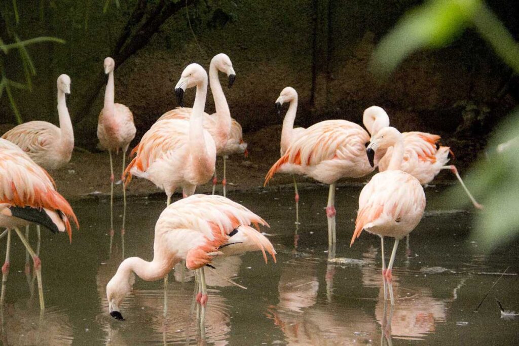 Zoologico Balneario Camboriu