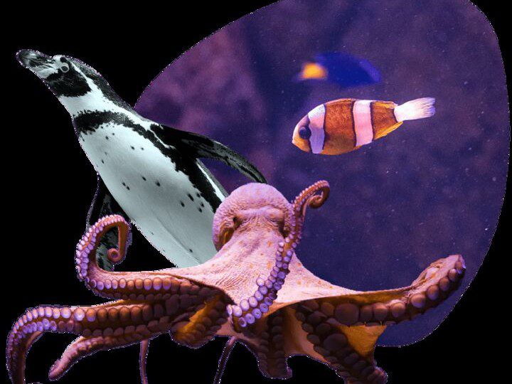 como funciona o Oceanic Aquarium