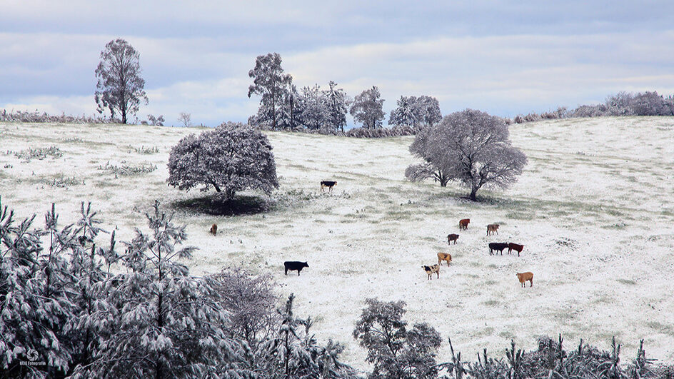 Neve em Santa Catarina 2025: Tudo o que você precisa saber para curtir o inverno 2 NEVE 0002