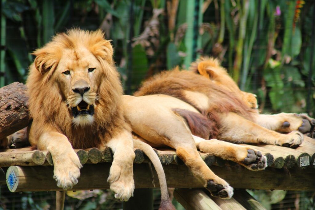 Foto Zoo Pomerode 1300x867 1