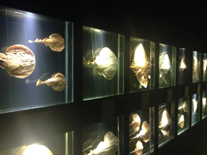 Museu Oceanografico da UNIVALI