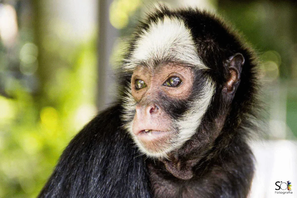 Zoo de Balneário Camboriú: tudo para planejar sua visita 5 image 11