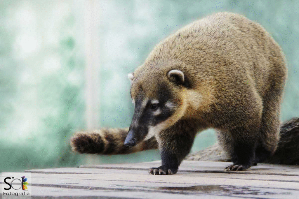 Zoo de Balneário Camboriú: tudo para planejar sua visita 3 image 9