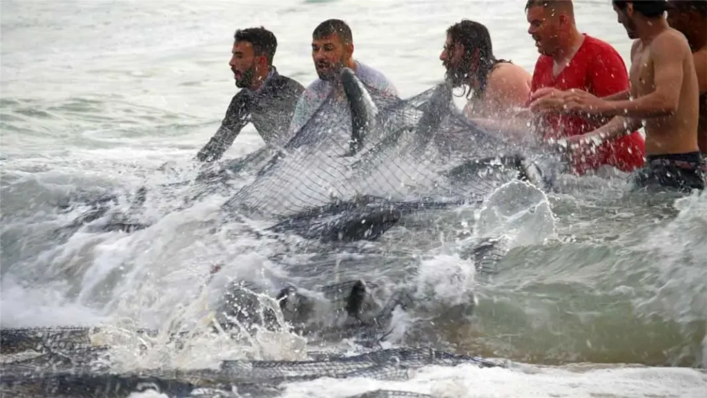 A heranca pesqueira de Balneario Camboriu