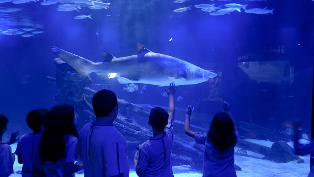 Qué hacer en Balneário Camboriú con niños: guía completa 1 aquario bc